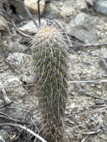 Austrocylindropuntia pachypus (Austrocylindropuntia pachypus)