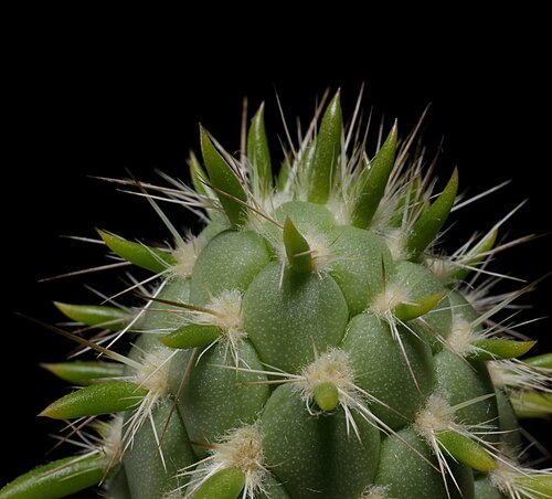 Austrocylindropuntia pachypus: Närbild på en Austrocylindropuntia pachypus .