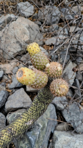 Austrocylindropuntia pachypus (Austrocylindropuntia pachypus)
