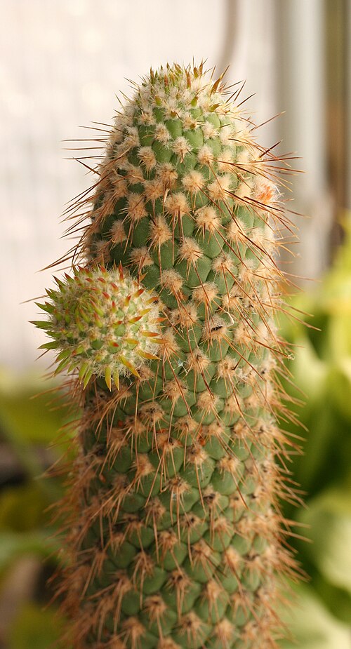 Austrocylindropuntia pachypus: Austrocylindropuntia pachypus