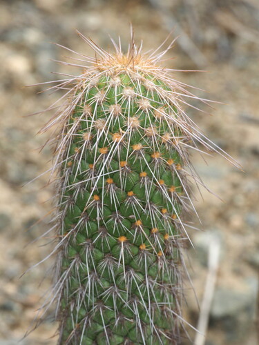 Austrocylindropuntia pachypus (Austrocylindropuntia pachypus)