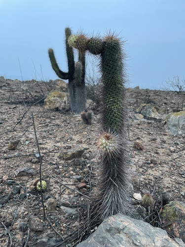 Austrocylindropuntia pachypus (Austrocylindropuntia pachypus)