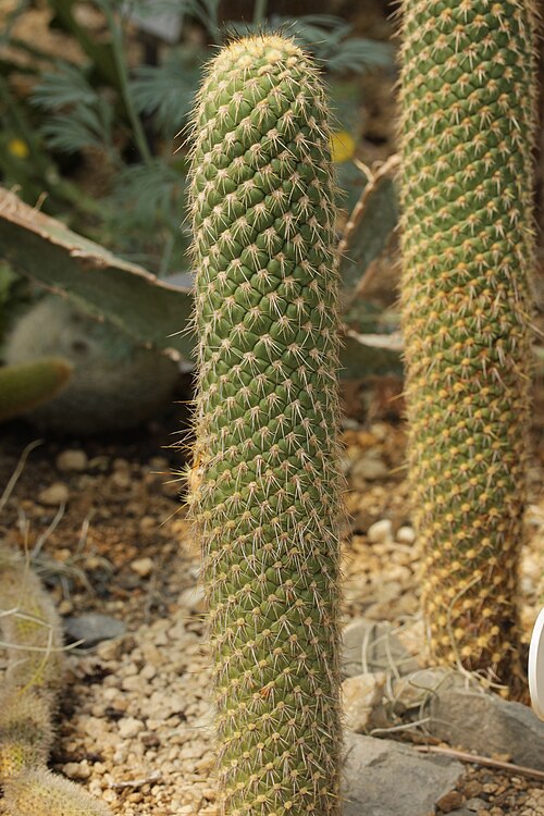 Austrocylindropuntia pachypus: Austrocylindropuntia pachypus