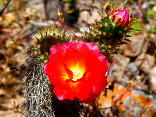 Austrocylindropuntia pachypus (Austrocylindropuntia pachypus)