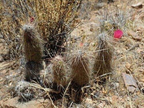 Austrocylindropuntia shaferi (Austrocylindropuntia shaferi)