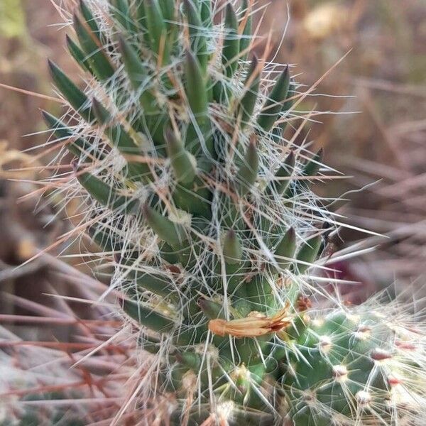 Austrocylindropuntia shaferi (Austrocylindropuntia shaferi)
