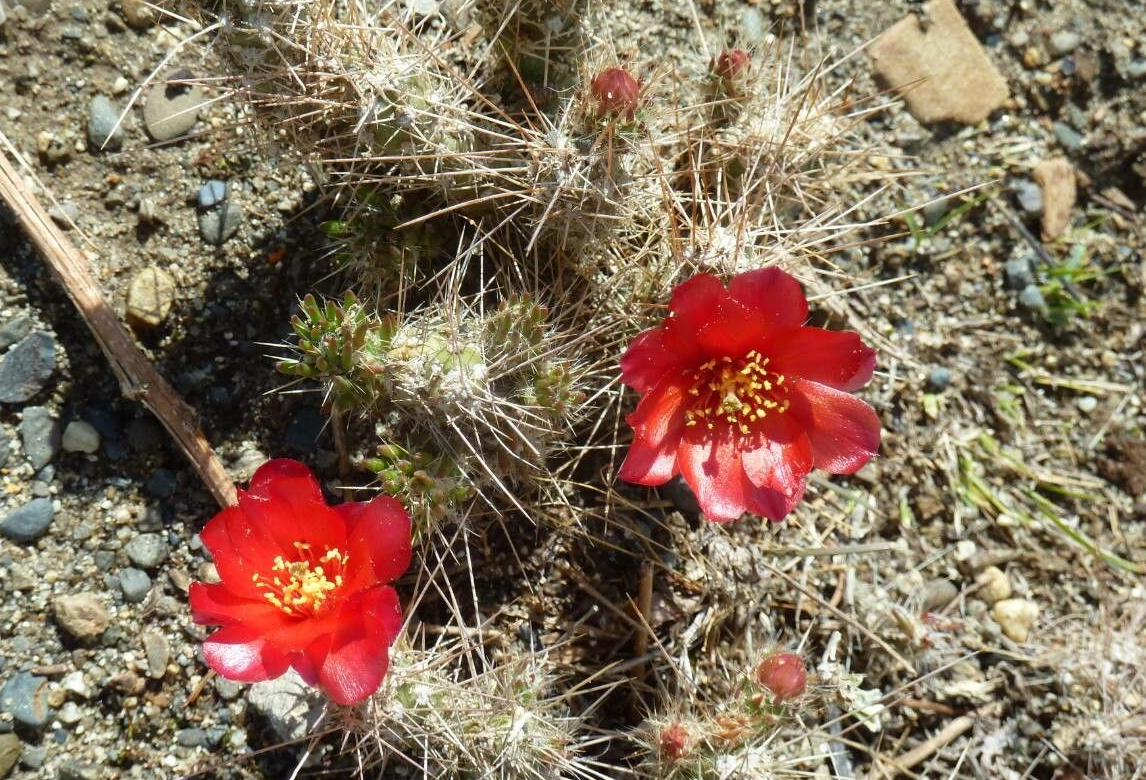 Austrocylindropuntia shaferi: Flor y tallo Austrocylindropuntia shaferi