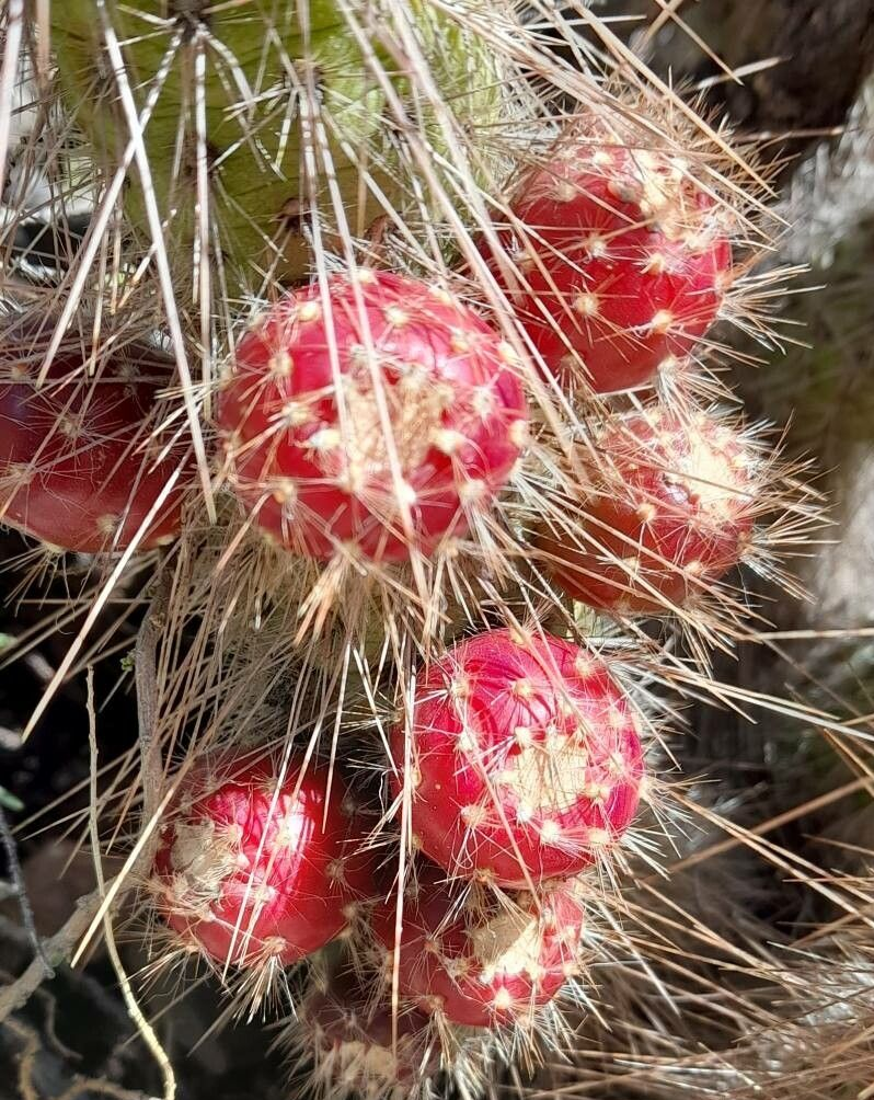 Austrocylindropuntia shaferi: Frutos de Austrocylindropuntia shaferi