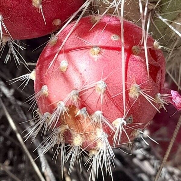 Austrocylindropuntia shaferi (Austrocylindropuntia shaferi)