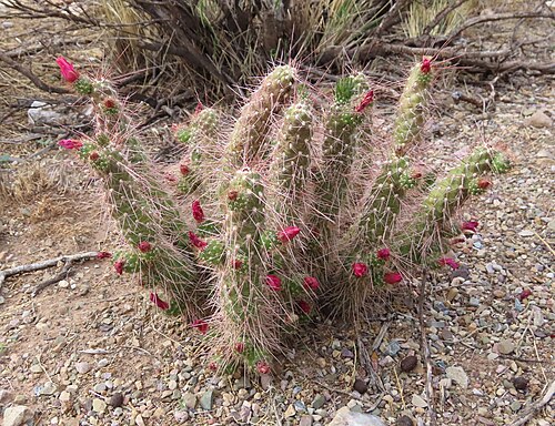 Austrocylindropuntia shaferi: Austrocylindropuntia shaferi in Argentina