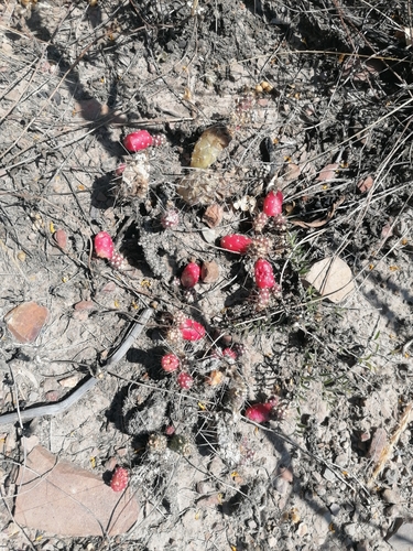 Austrocylindropuntia shaferi (Austrocylindropuntia shaferi)