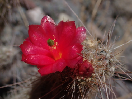 Austrocylindropuntia shaferi (Austrocylindropuntia shaferi)