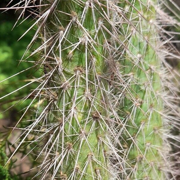 Austrocylindropuntia shaferi (Austrocylindropuntia shaferi)
