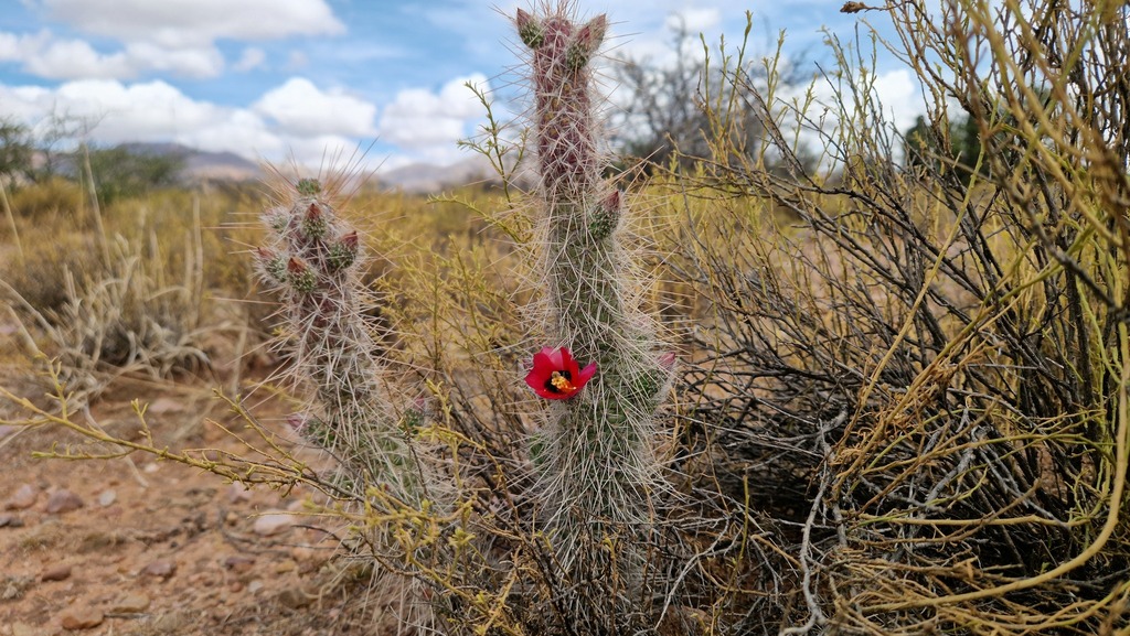 Austrocylindropuntia shaferi (Austrocylindropuntia shaferi)