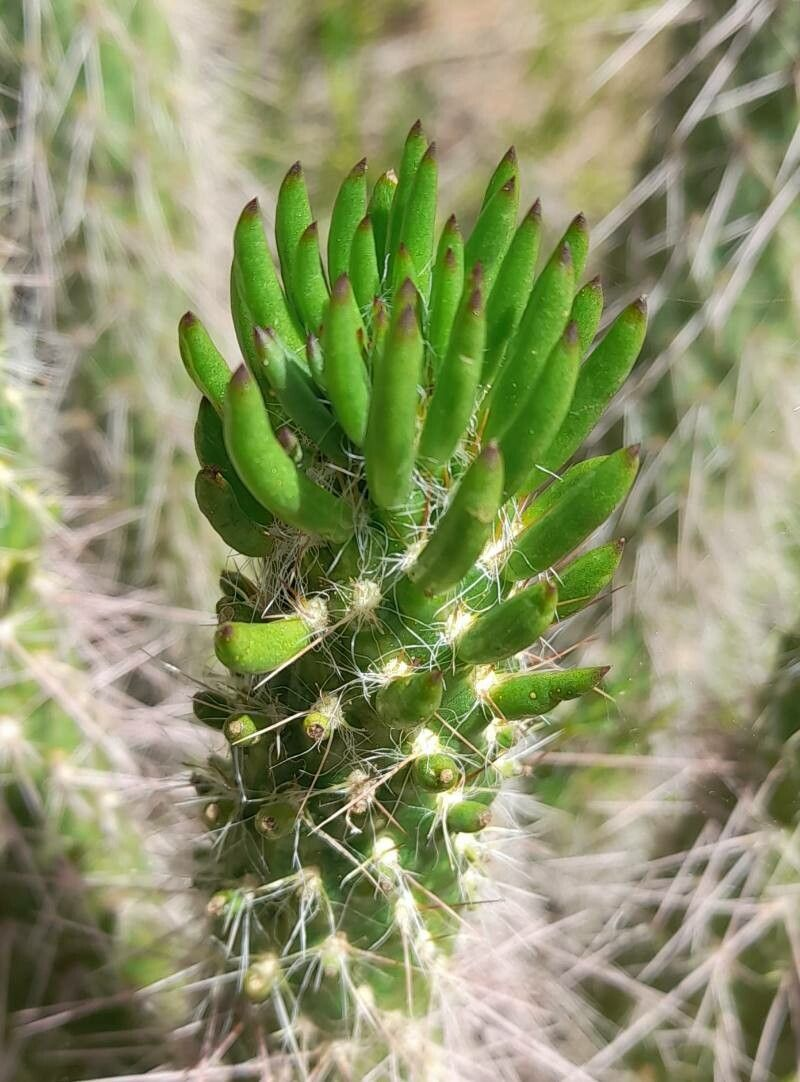 Austrocylindropuntia shaferi: Tallo Austrocylindropuntia shaferi
