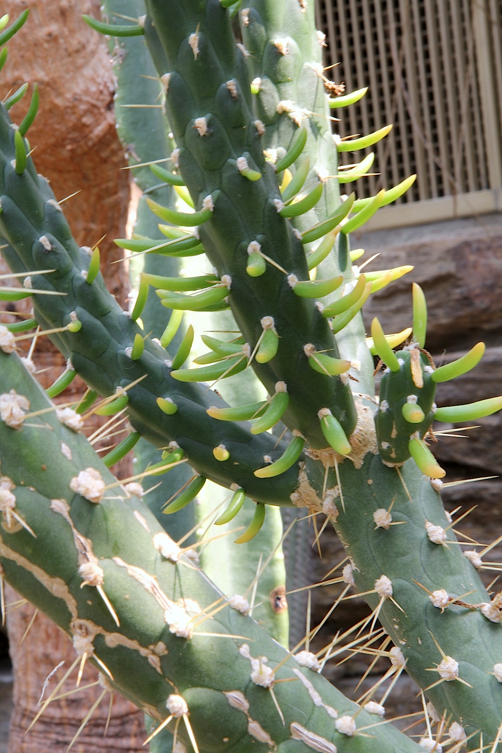 Eve's pin: Astrocylindropuntia subulata
