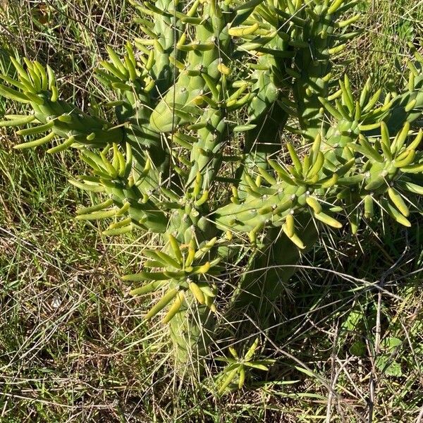 Eve's pin (Austrocylindropuntia subulata)