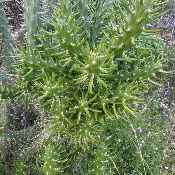 Eve's pin (Austrocylindropuntia subulata)