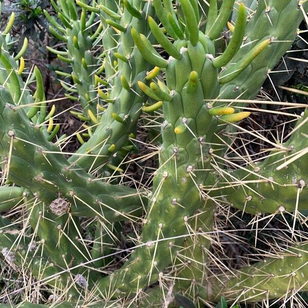 Eve's pin (Austrocylindropuntia subulata)