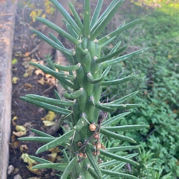 Eve's pin (Austrocylindropuntia subulata)