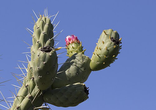 Eve's pin: Eve's Needle Cactus ( Austrocylindropuntia subulata ). Adana, Turkey.