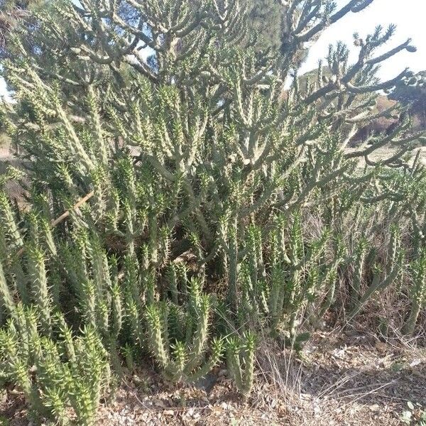 Eve's pin (Austrocylindropuntia subulata)