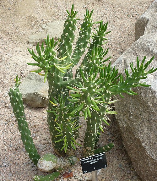 Eve's pin: Austrocylindropuntia subulata az angliai Cambridge University Botanic Garden-ban.