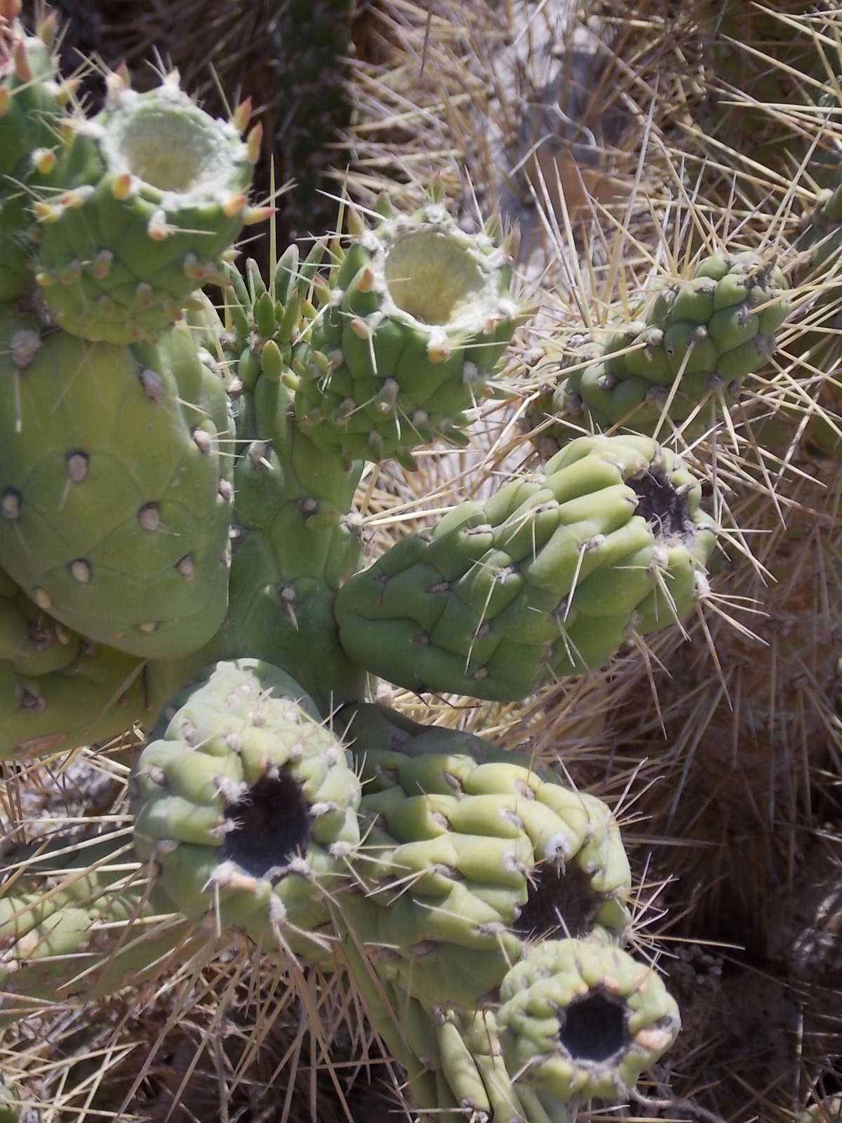 Eve's pin: Cactaceae 02