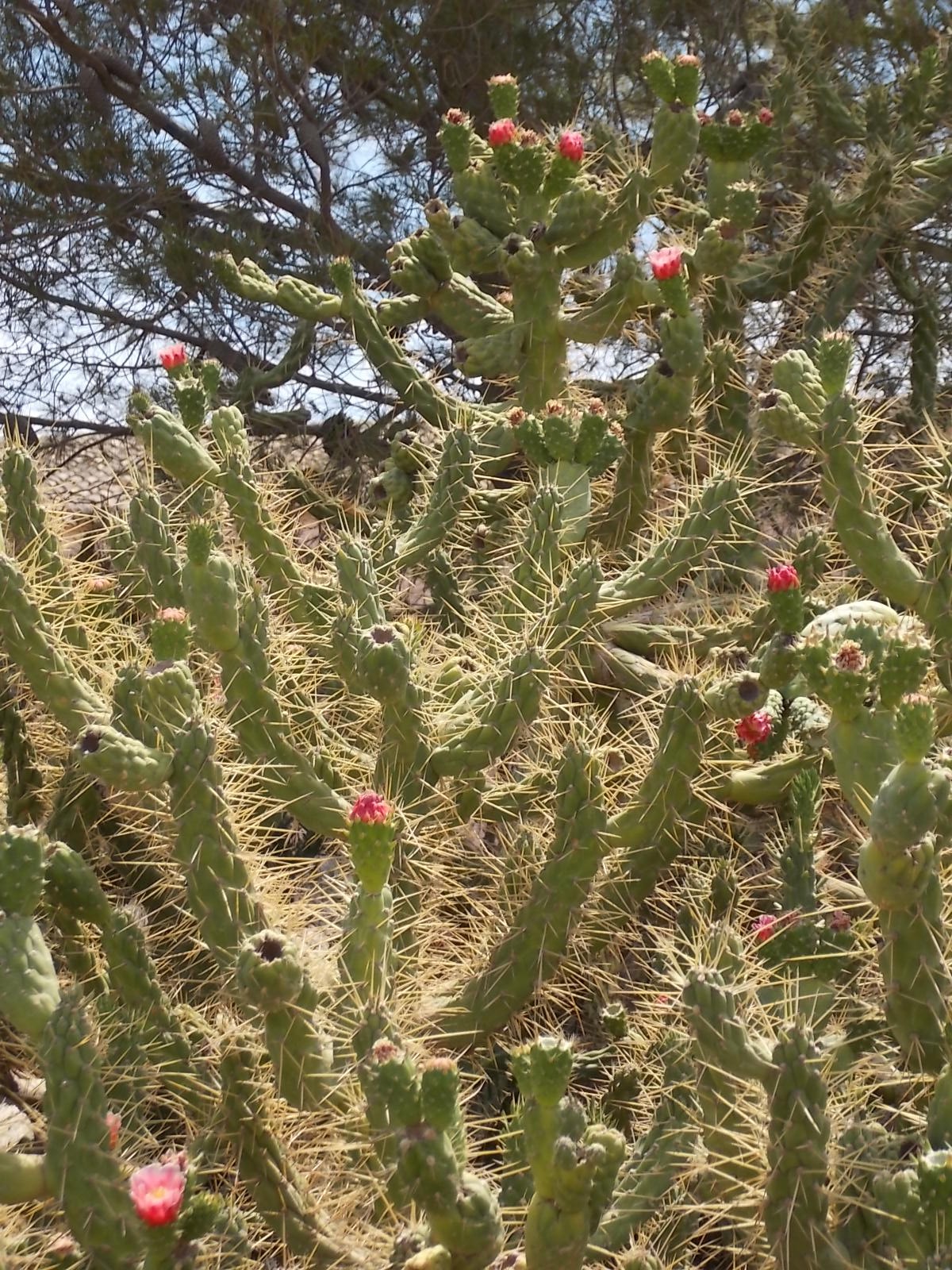 Eve's pin: Cactaceae 03