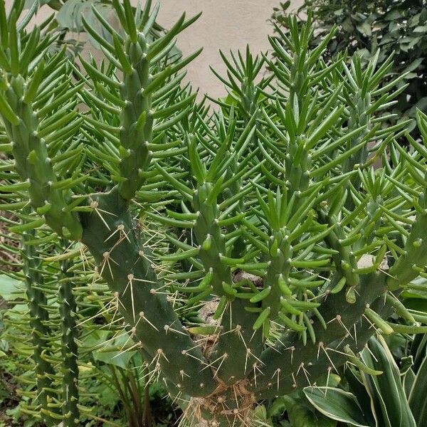 Eve's pin (Austrocylindropuntia subulata)
