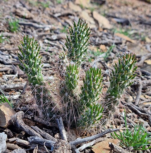 Austrocylindropuntia vestita: Austrocylindropuntia vestita in Bolivia
