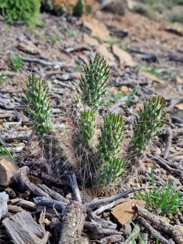 Austrocylindropuntia vestita (Austrocylindropuntia vestita)