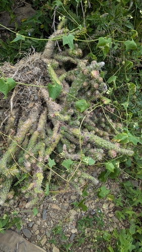 Austrocylindropuntia vestita (Austrocylindropuntia vestita)