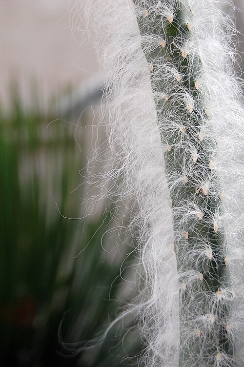 Austrocylindropuntia vestita: Say that three times fast. Austrocylindropuntia vestita. San Antonio Botanical Garden