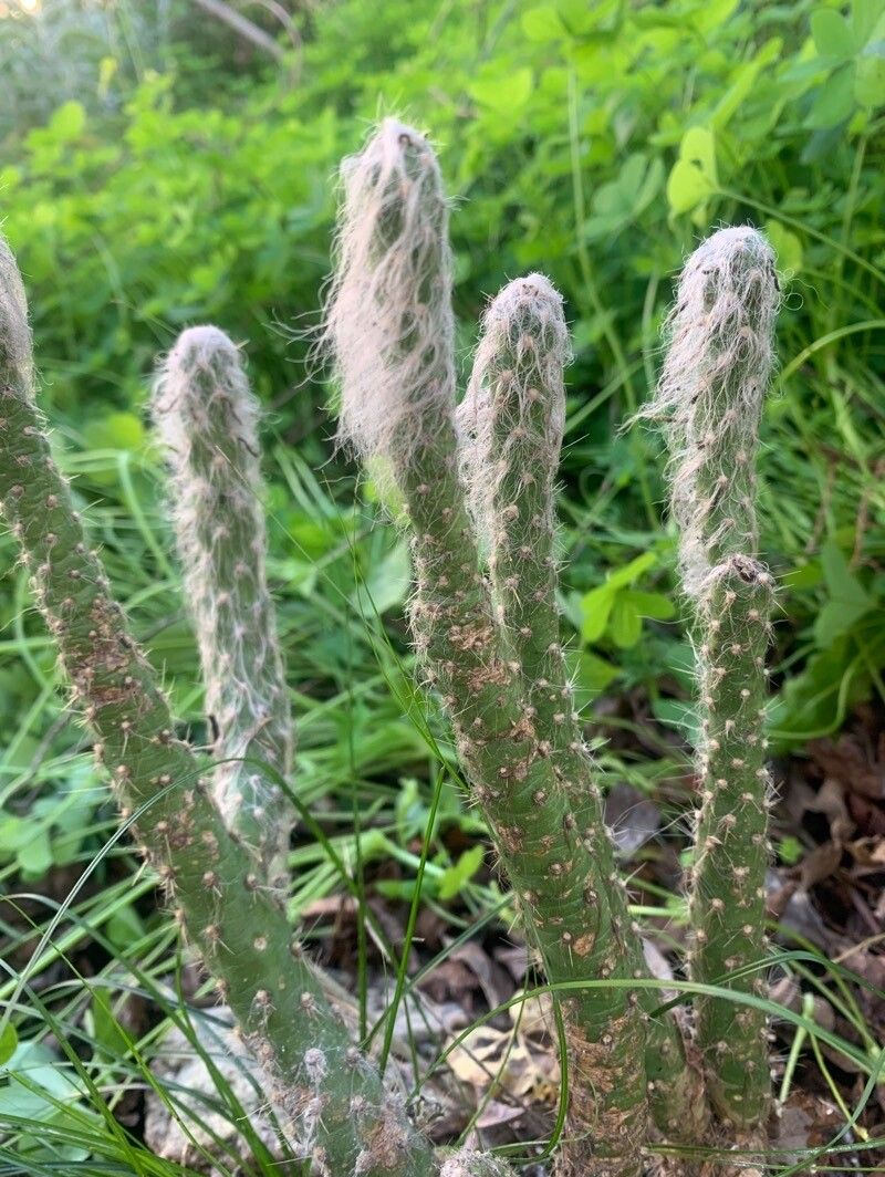 Austrocylindropuntia vestita: Tallo Austrocylindropuntia vestita
