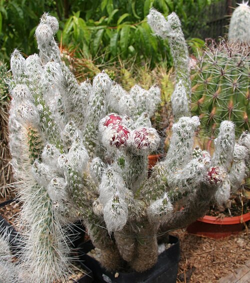 Austrocylindropuntia vestita: Austrocylindropuntia vestita with fruits