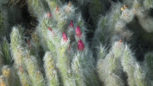 Austrocylindropuntia vestita (Austrocylindropuntia vestita)