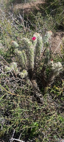 Austrocylindropuntia vestita (Austrocylindropuntia vestita)