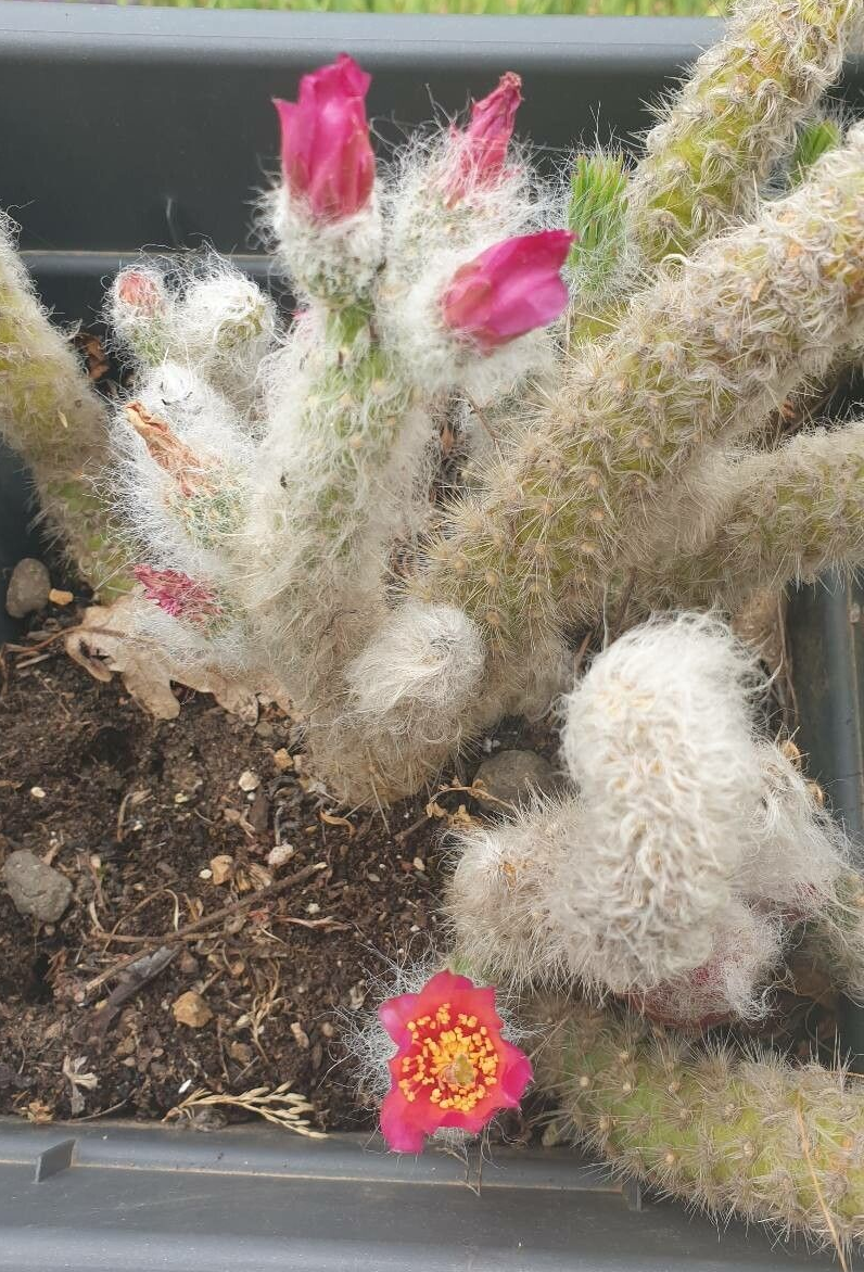 Austrocylindropuntia vestita: Flor Austrocylindropuntia vestita