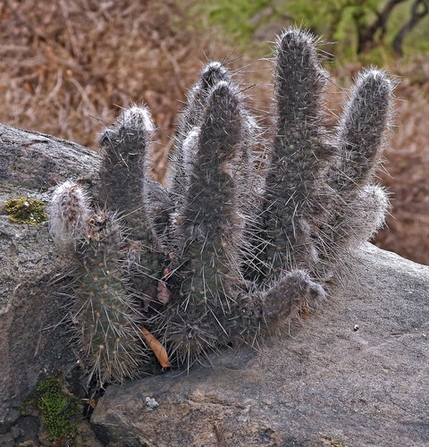 Austrocylindropuntia vestita (Austrocylindropuntia vestita)