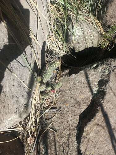 Austrocylindropuntia vestita (Austrocylindropuntia vestita)