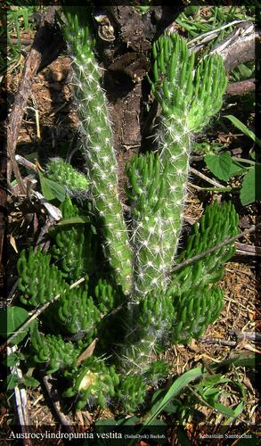 Austrocylindropuntia vestita (Austrocylindropuntia vestita)