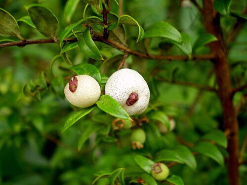 Austromyrtus dulcis: Austromyrtus dulcis, 'midgenberry', fruit.
