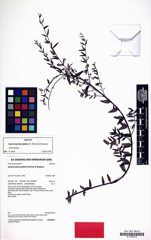Austromyrtus glabra: Austromyrtus glabra N.Snow & Guymer Moreton Isotype AQ695367
