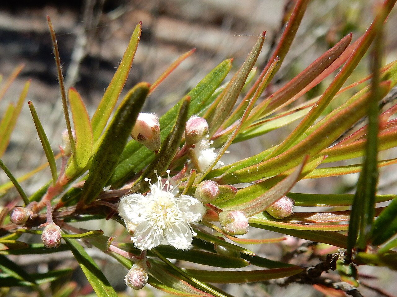 Austromyrtus tenuifolia: Narrow-leaf myrtle (Austromyrtus tenuifolia) at the Cascades, Garigal National Park