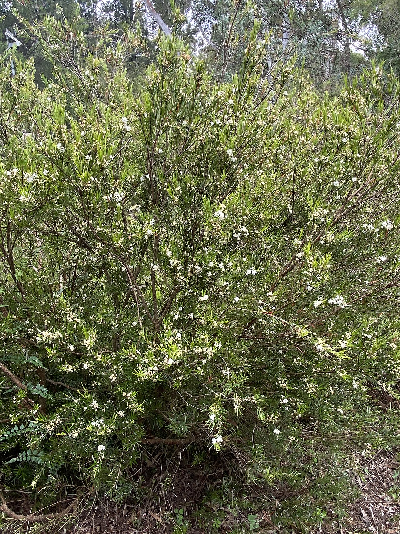 Austromyrtus tenuifolia: Austromyrtus tenuifolia cultivated plant growing in the Australian National Botanic Garden