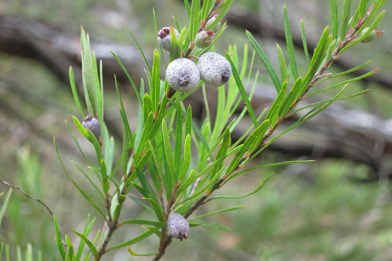 Austromyrtus tenuifolia: Austromyrtus tenuifolia in Garigal NP, NSW