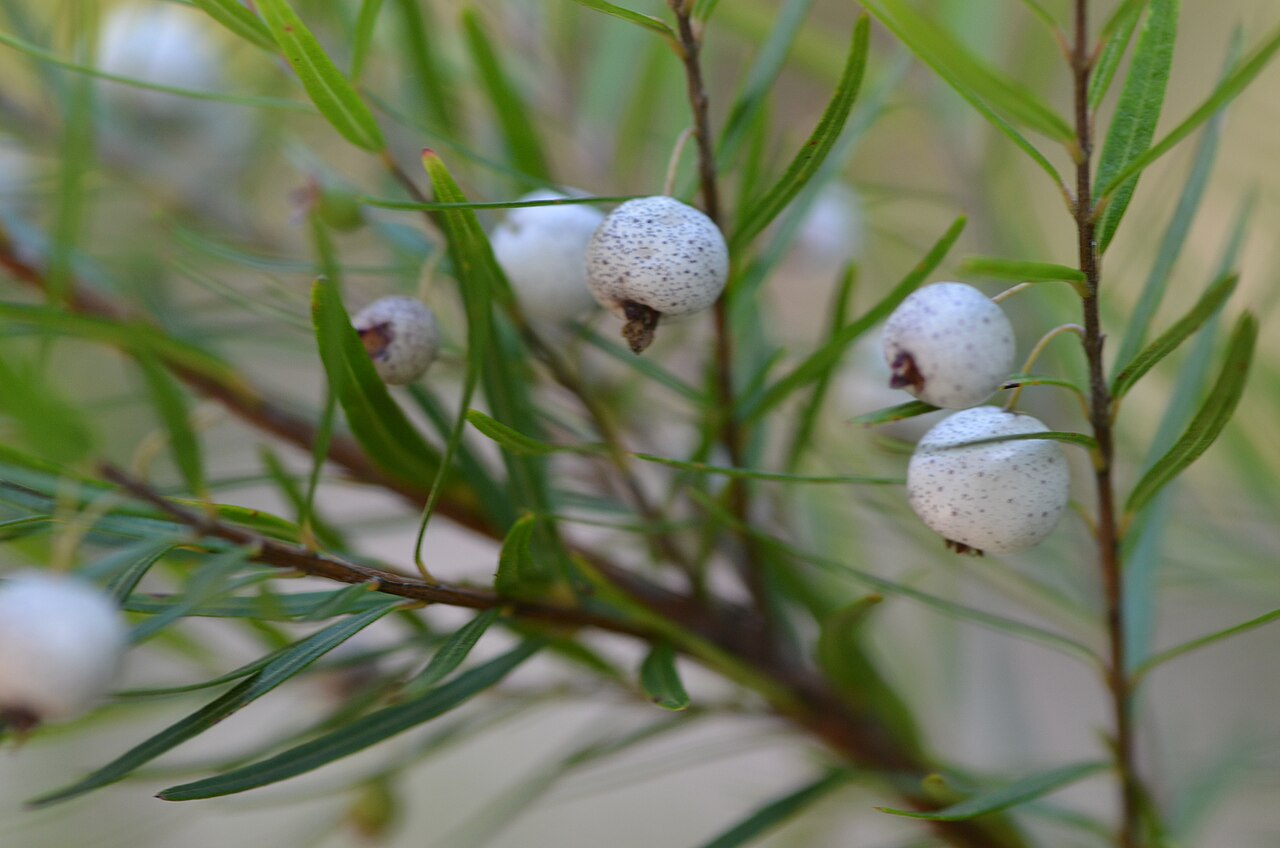Austromyrtus tenuifolia: Austromyrtus tenuifolia , Bare Creek, Garigal National Park, New South Wales