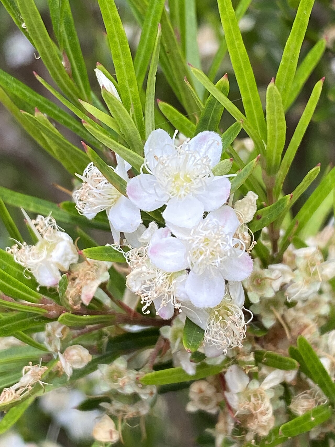 Austromyrtus tenuifolia: Austromyrtus tenuifolia cultivated plant growing in the Australian National Botanic Garden