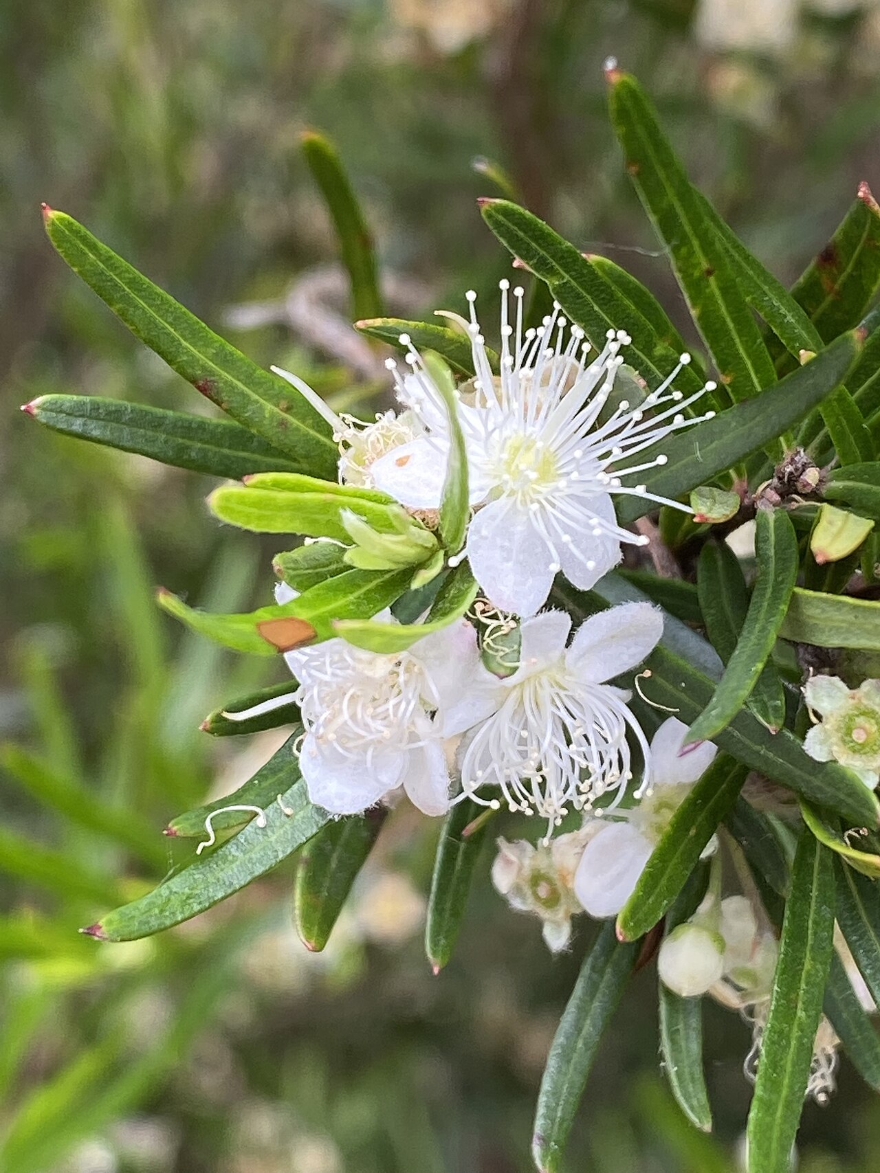 Austromyrtus tenuifolia: Austromyrtus tenuifolia cultivated plant growing in the Australian National Botanic Garden